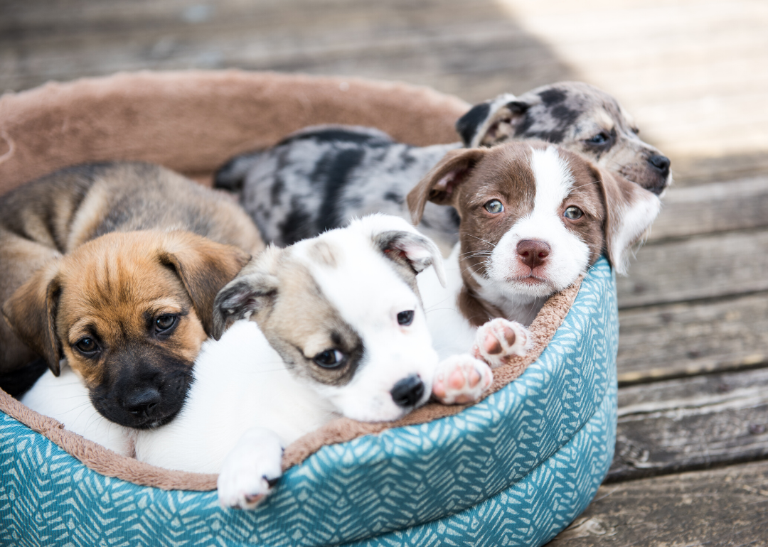 Puppies are the cutest right when they need us most